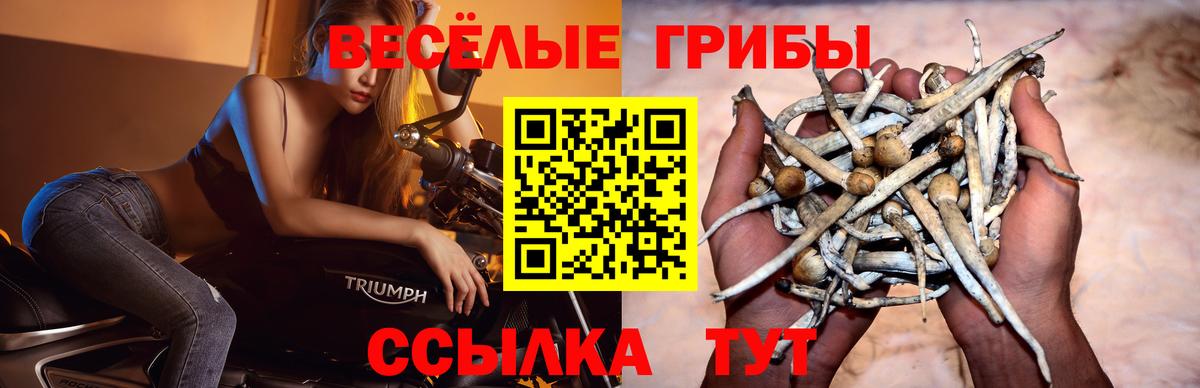 Псилоцибиновые грибы Psilocybe  Вход с VPN  Галлюциногенные грибы прущие грибы  хочу наркоту  Сочи 